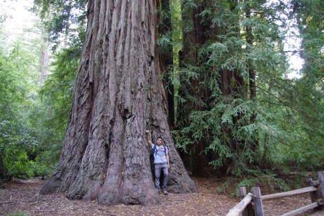 The Giant Redwoods of Big Basin