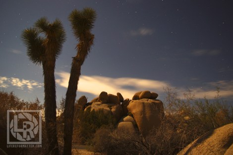 Joshua Tree FI